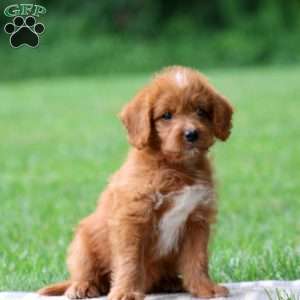 Jasmine, Labradoodle Puppy