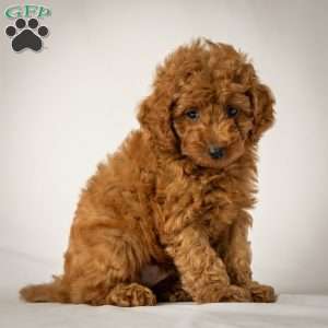Jason, Mini Goldendoodle Puppy