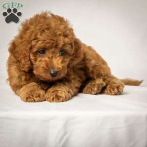 Jason, Mini Goldendoodle Puppy