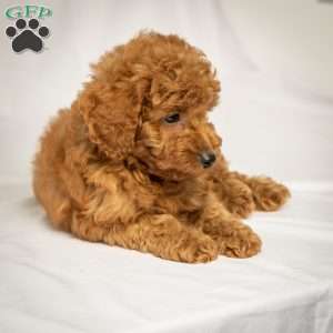 Jason, Mini Goldendoodle Puppy