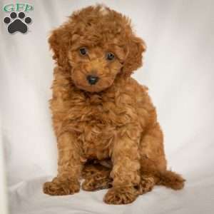 Jason, Mini Goldendoodle Puppy