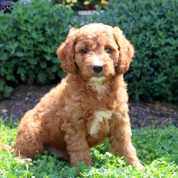 Jason, Mini Goldendoodle Puppy