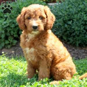 Jason, Mini Goldendoodle Puppy