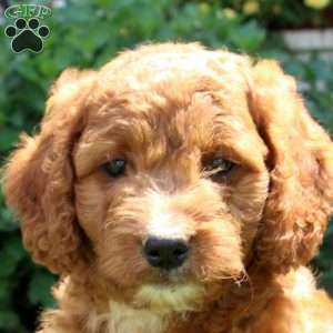 Jason, Mini Goldendoodle Puppy