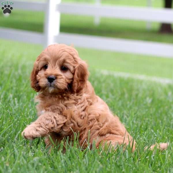 Jason, Cavapoo Puppy