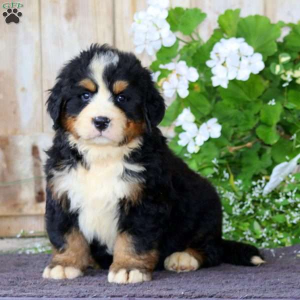 Jason, Bernese Mountain Dog Puppy