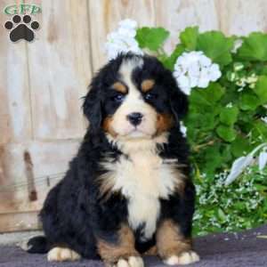 Jason, Bernese Mountain Dog Puppy
