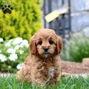 Jason, Cavapoo Puppy