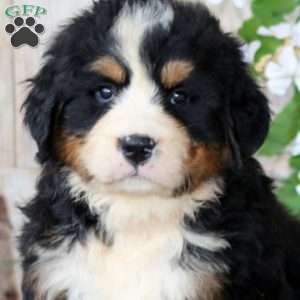 Jason, Bernese Mountain Dog Puppy