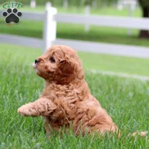 Jason, Cavapoo Puppy