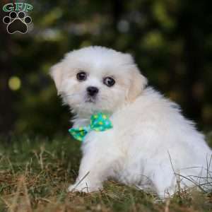 Jasper, Lhasa Apso Puppy
