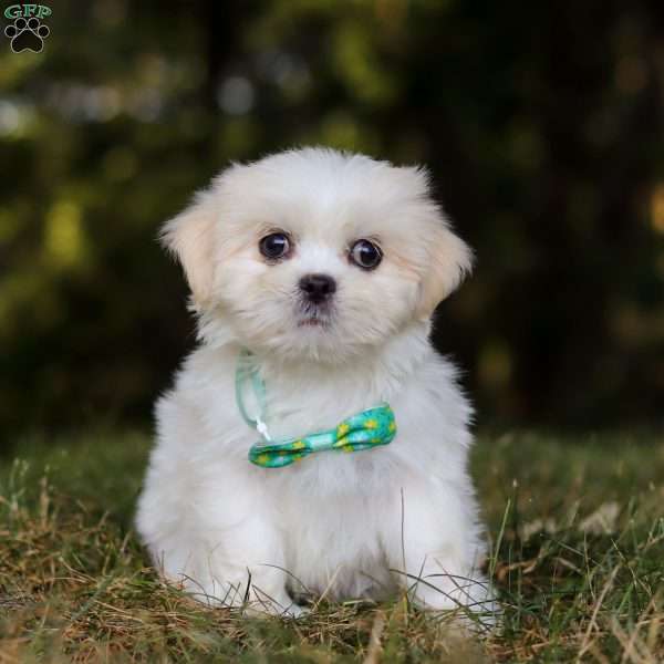 Jasper, Lhasa Apso Puppy