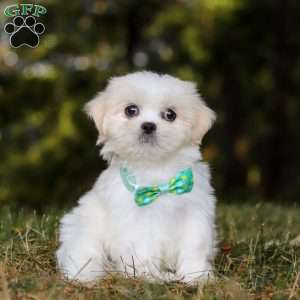 Jasper, Lhasa Apso Puppy