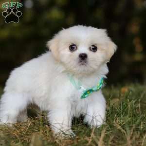 Jasper, Lhasa Apso Puppy