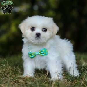 Jasper, Lhasa Apso Puppy