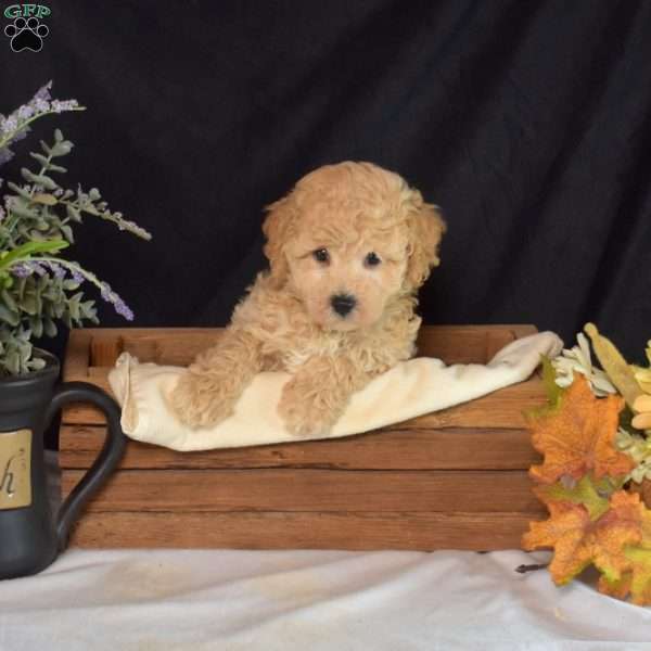 Jasper, Bich-Poo Puppy