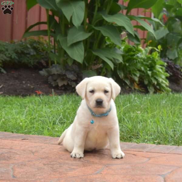 Jasper, Yellow Labrador Retriever Puppy