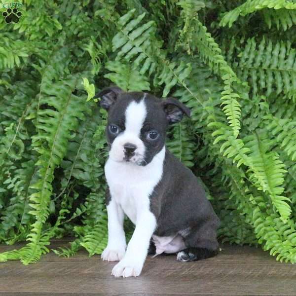 Jasper, Boston Terrier Puppy