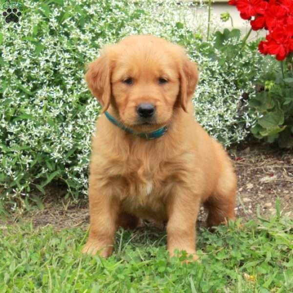 Jasper, Golden Retriever Puppy