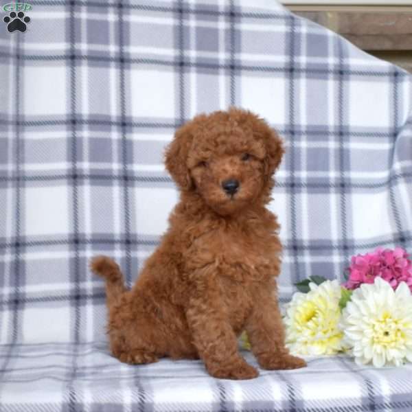 Jasper, Mini Goldendoodle Puppy