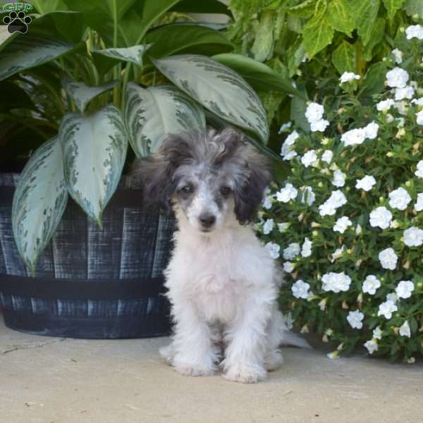 Jasper, Bich-Poo Puppy