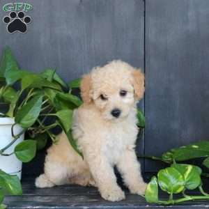 Jasper, Bich-Poo Puppy