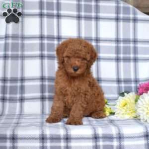 Jasper, Mini Goldendoodle Puppy