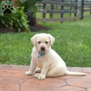 Jasper, Yellow Labrador Retriever Puppy