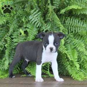 Jasper, Boston Terrier Puppy