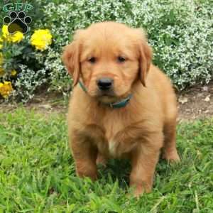 Jasper, Golden Retriever Puppy