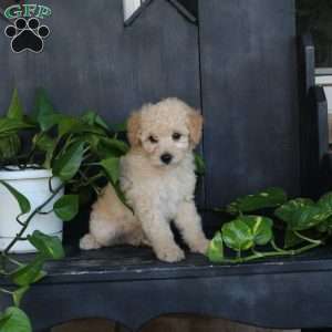 Jasper, Bich-Poo Puppy