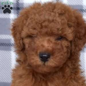 Jasper, Mini Goldendoodle Puppy