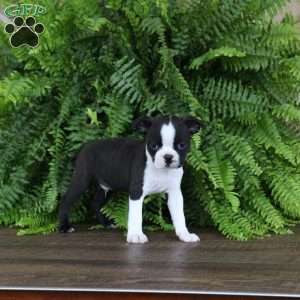 Jasper, Boston Terrier Puppy