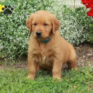 Jasper, Golden Retriever Puppy
