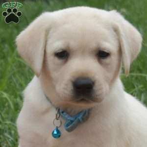 Jasper, Yellow Labrador Retriever Puppy