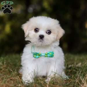 Jasper, Lhasa Apso Puppy