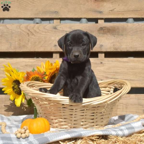 Java, Boxador Puppy