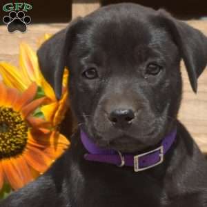 Java, Boxador Puppy