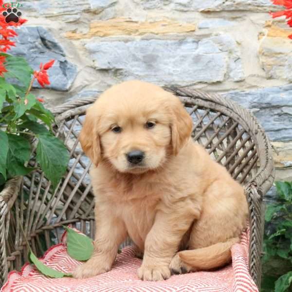 Java, Golden Retriever Puppy