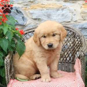 Java, Golden Retriever Puppy