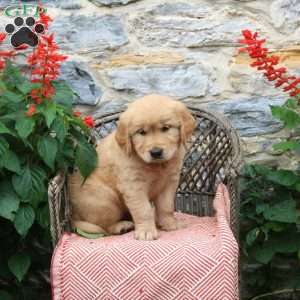 Java, Golden Retriever Puppy