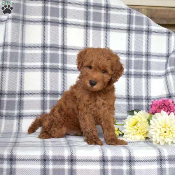 Jax, Mini Goldendoodle Puppy