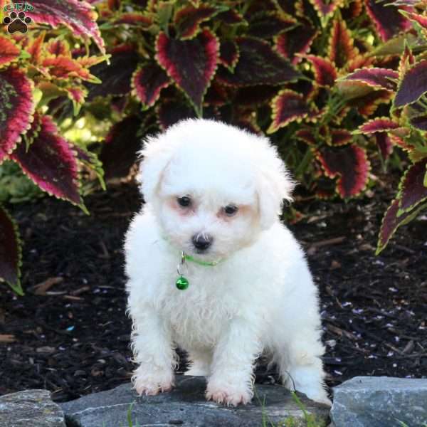 Jax, Bichon Frise Puppy