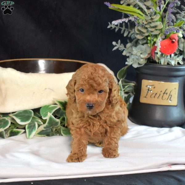 Jax, Miniature Poodle Puppy