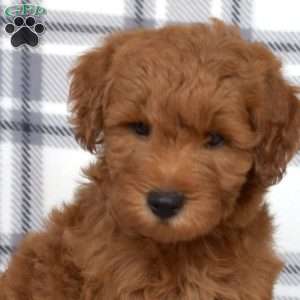 Jax, Mini Goldendoodle Puppy