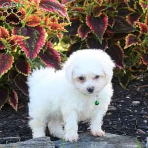Jax, Bichon Frise Puppy