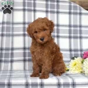 Jax, Mini Goldendoodle Puppy