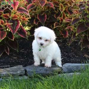 Jax, Bichon Frise Puppy