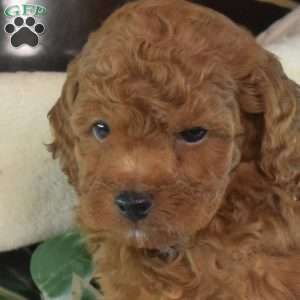 Jax, Miniature Poodle Puppy