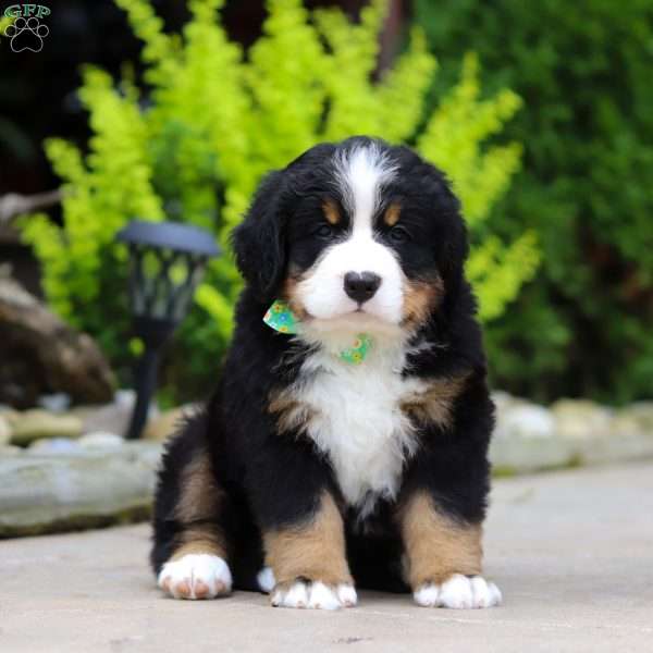 Jax, Bernese Mountain Dog Puppy